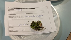 Mycena olivaceomarginata