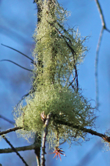 Usnea trichodea