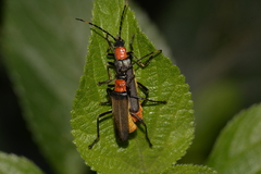 Chauliognathus tricolor