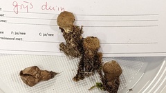 Lycoperdon lividum