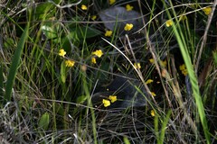 Utricularia subulata