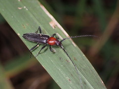 Stenosphenus dolosus