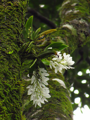 Sarcochilus niveus
