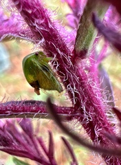 Spissistilus festinus