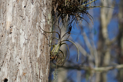 Tillandsia balbisiana