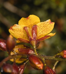 Erythrostemon angulatus