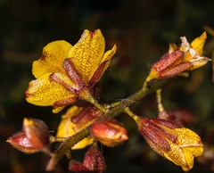 Erythrostemon angulatus