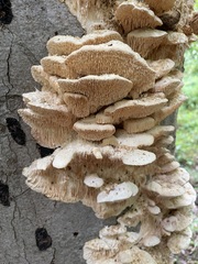 Irpiciporus
