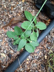 Ruellia occidentalis
