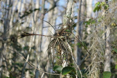 Tillandsia balbisiana