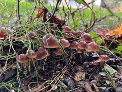 Macrocystidia cucumis