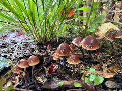Macrocystidia cucumis