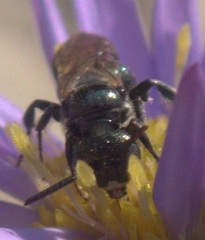 Zadontomerus