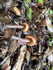 Macrocystidia cucumis