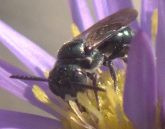 Zadontomerus