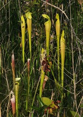 Sarracenia alata