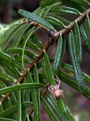 Philodromus dispar