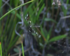 Bittacomorpha clavipes