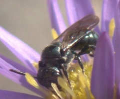 Zadontomerus
