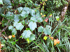 Acer morrisonense