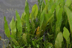 Alisma plantago-aquatica