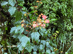 Acer morrisonense