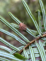 Philodromus dispar