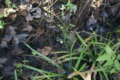 Sagittaria chapmanii