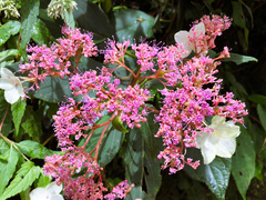 Hydrangea aspera