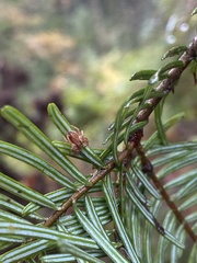 Philodromus dispar