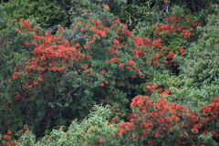 Embothrium coccineum