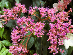 Hydrangea aspera