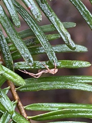 Philodromus dispar