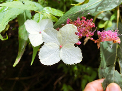 Hydrangea aspera