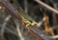 Paroxya atlantica