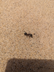 Camponotus intrepidus