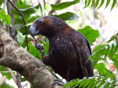 Nestor meridionalis septentrionalis