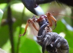 Hemideina crassidens