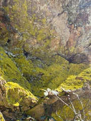 Chrysothrix candelaris