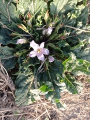 Mandragora autumnalis