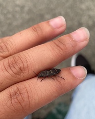 Melanophila consputa