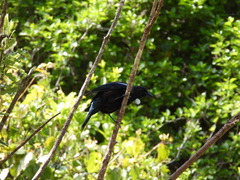 Prosthemadera novaeseelandiae