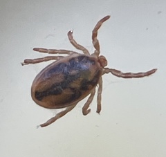 Ixodes holocyclus