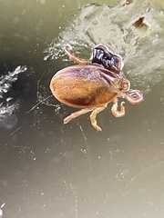 Ixodes holocyclus