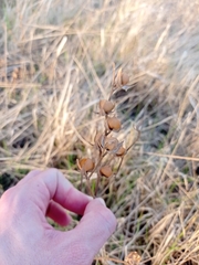 Helianthemum ledifolium