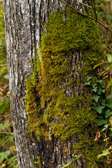 Homalothecium nuttallii