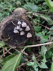 Auricularia nigricans