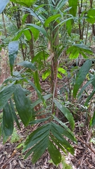 Linospadix monostachyus