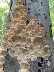 Irpiciporus