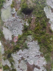Herpothallon